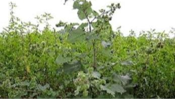 Burdock