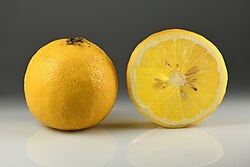Bergamot